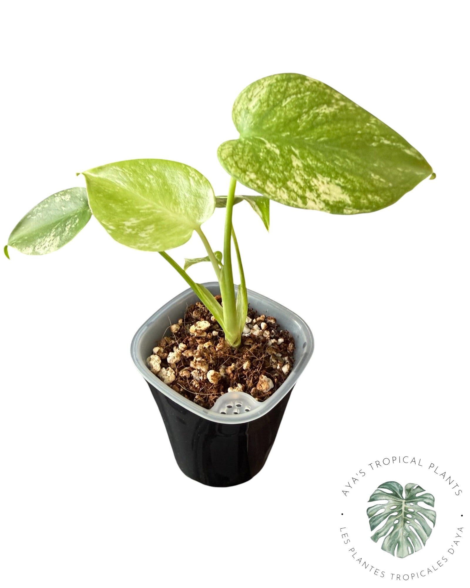 Monstera Monstre Blanc