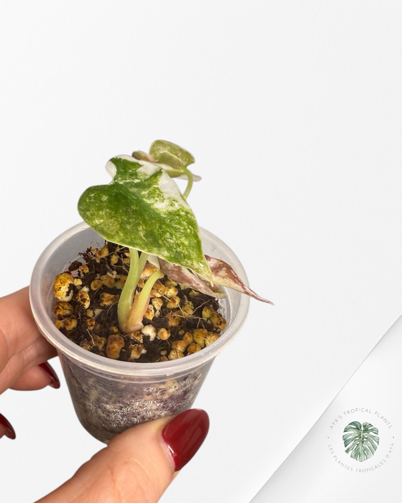 Alocasia Cuprea Pink Variegated | Rare TC Plant| Aya's Tropical Plants