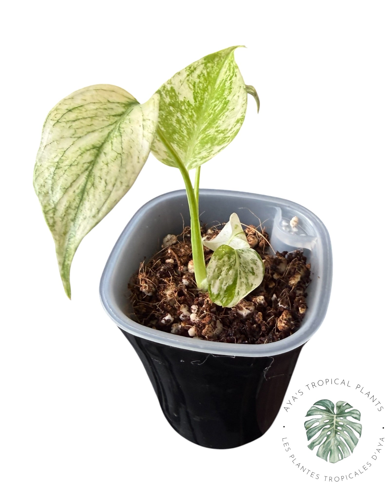 Monstera White Monster