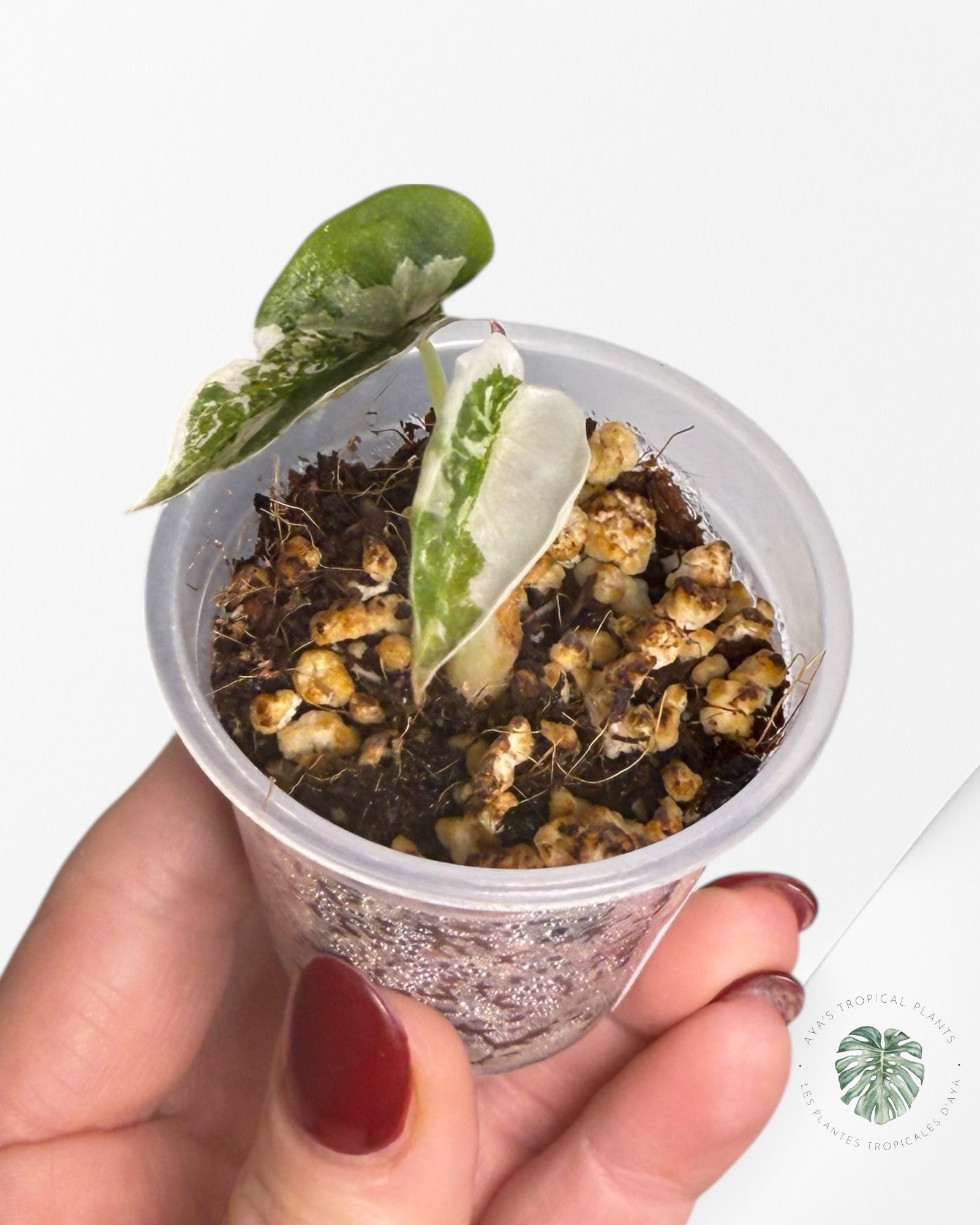 Alocasia Cuprea Pink Variegated | Rare TC Plant| Aya's Tropical Plants