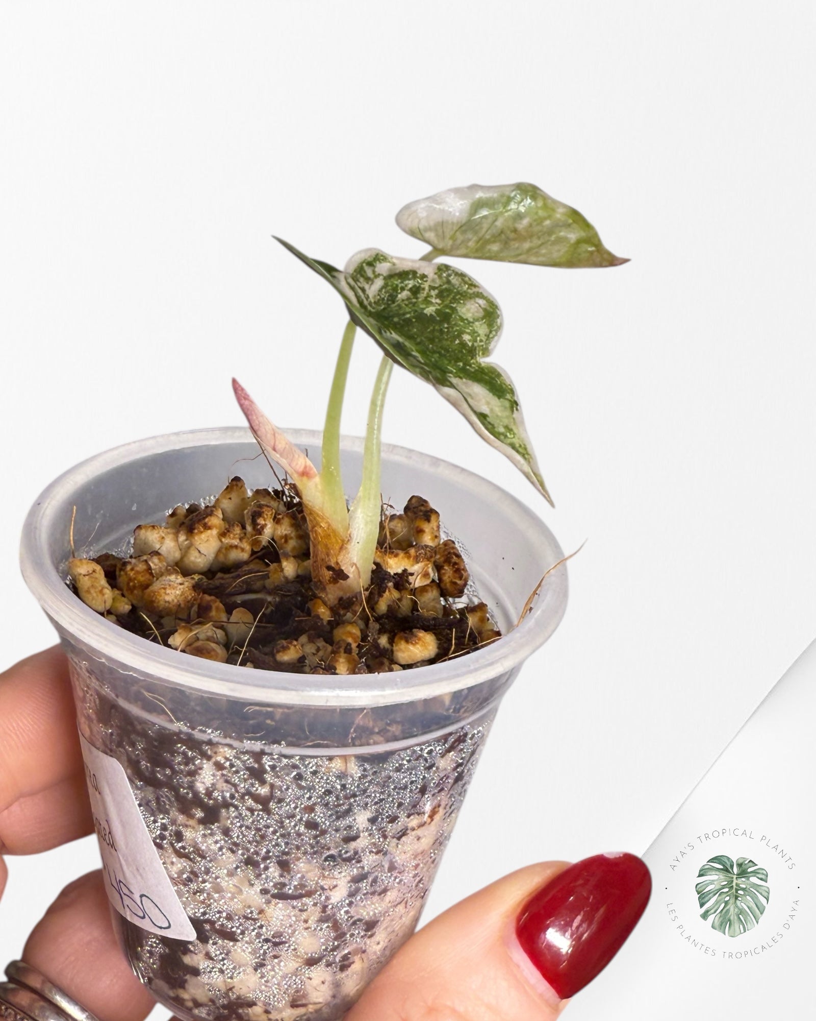 Alocasia Cuprea Pink Variegated | Rare TC Plant| Aya's Tropical Plants