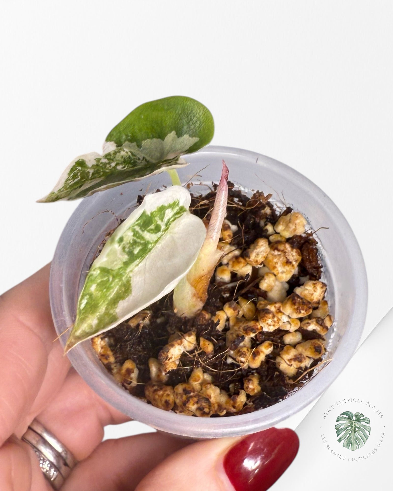 Alocasia Cuprea Pink Variegated | Rare TC Plant| Aya's Tropical Plants