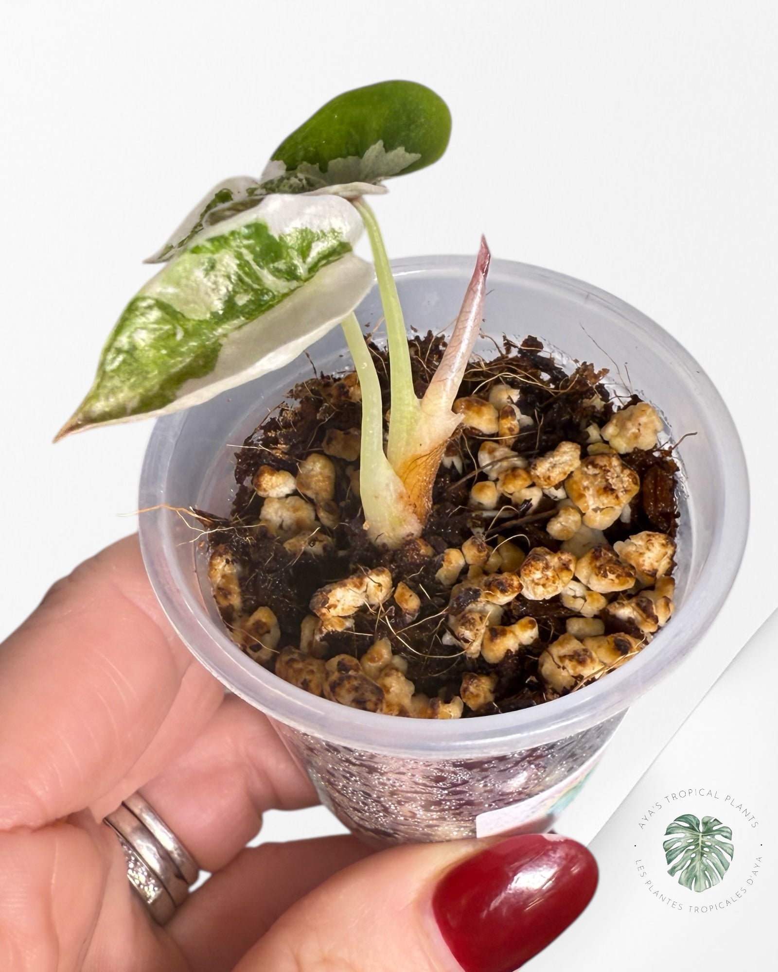 Alocasia Cuprea Pink Variegated | Rare TC Plant| Aya's Tropical Plants