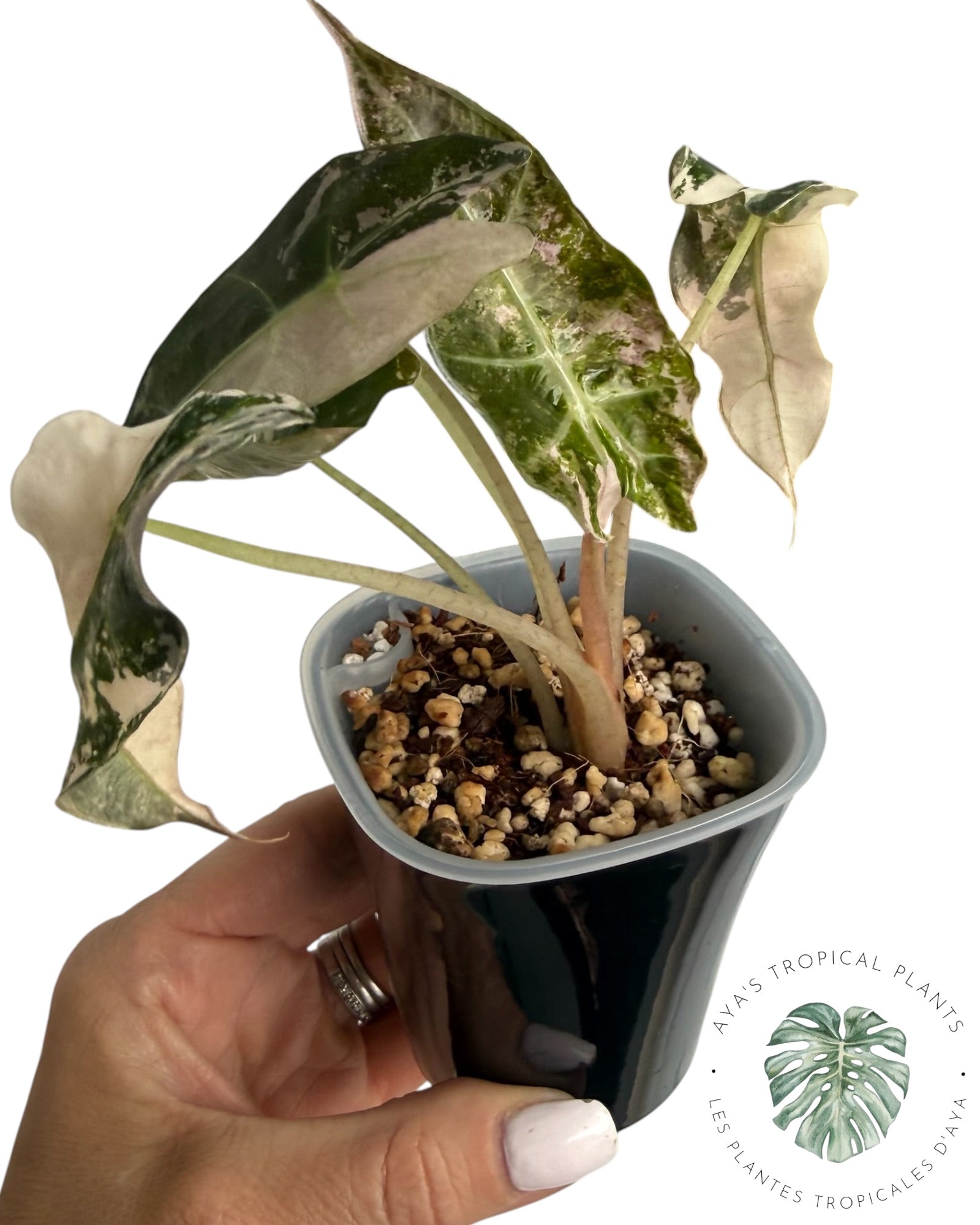 Alocasia Polly Pink Snowflake