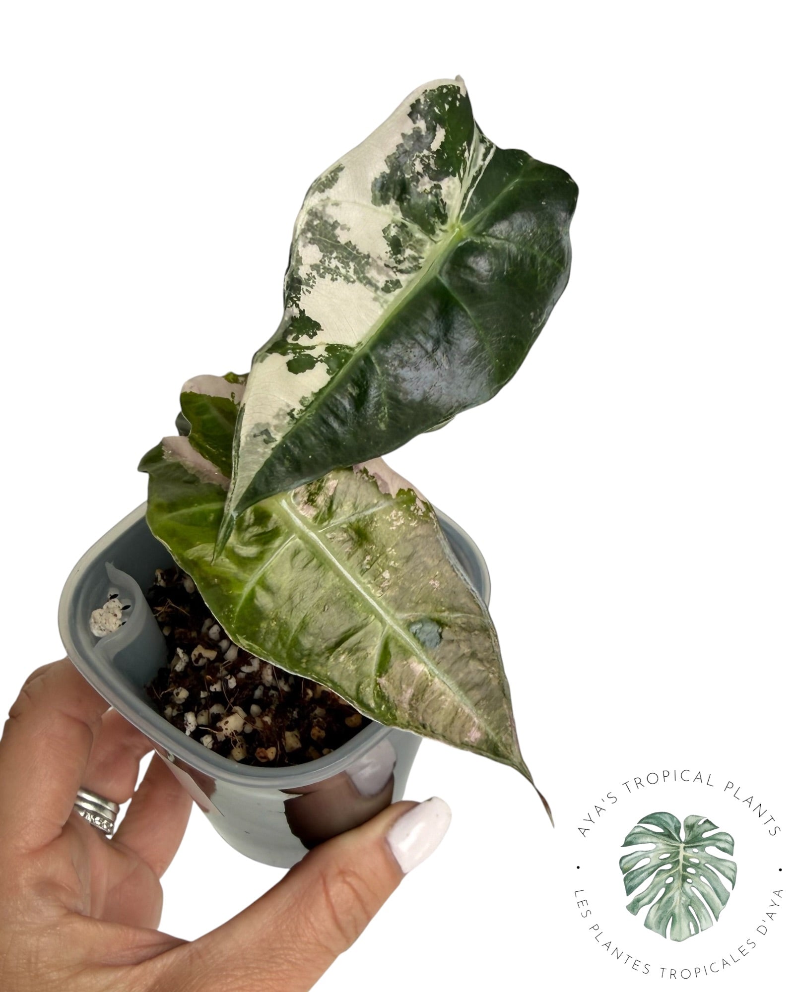 Alocasia Polly Flocon de Neige Rose
