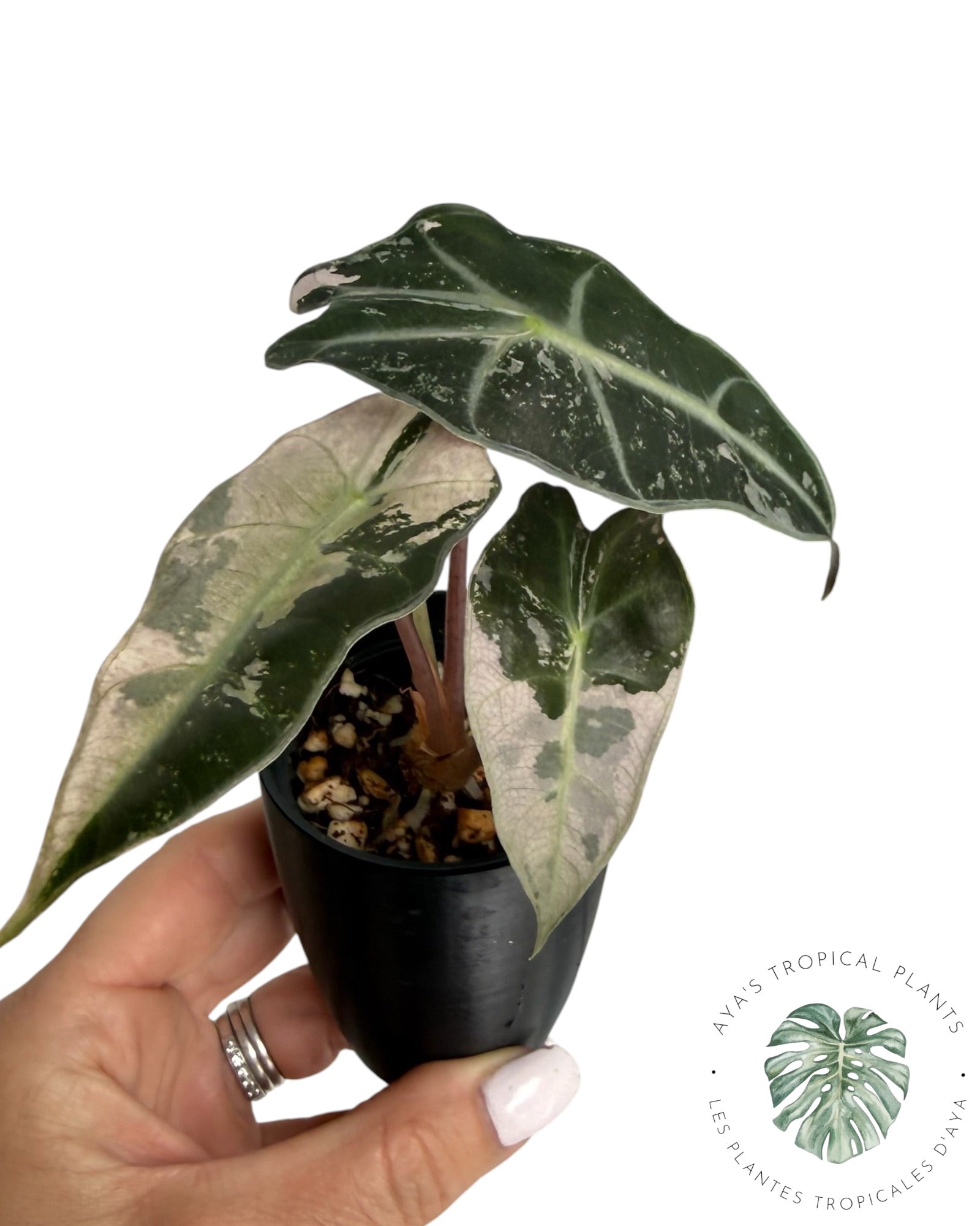 Alocasia Polly Pink Snowflake