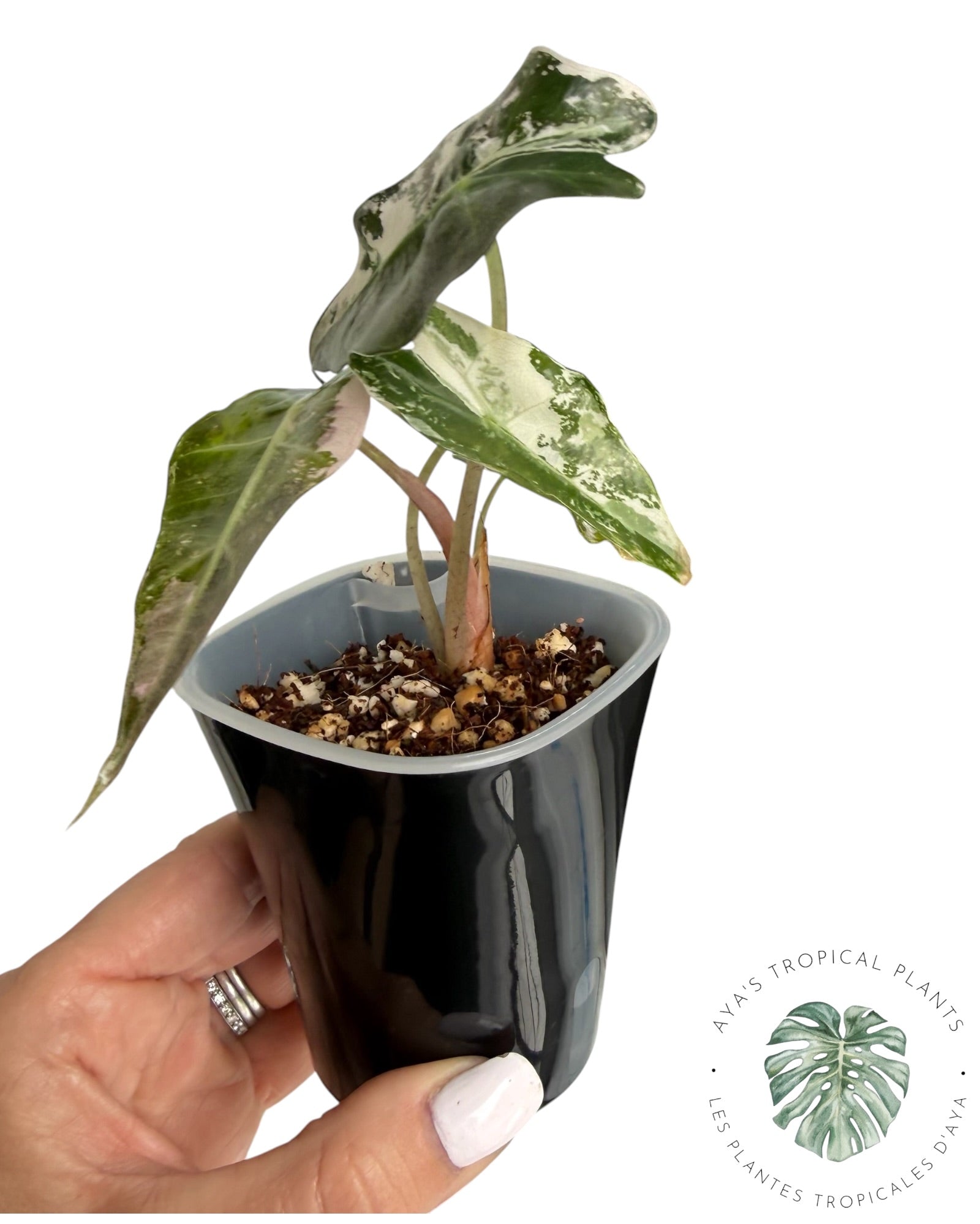 Alocasia Polly Flocon de Neige Rose