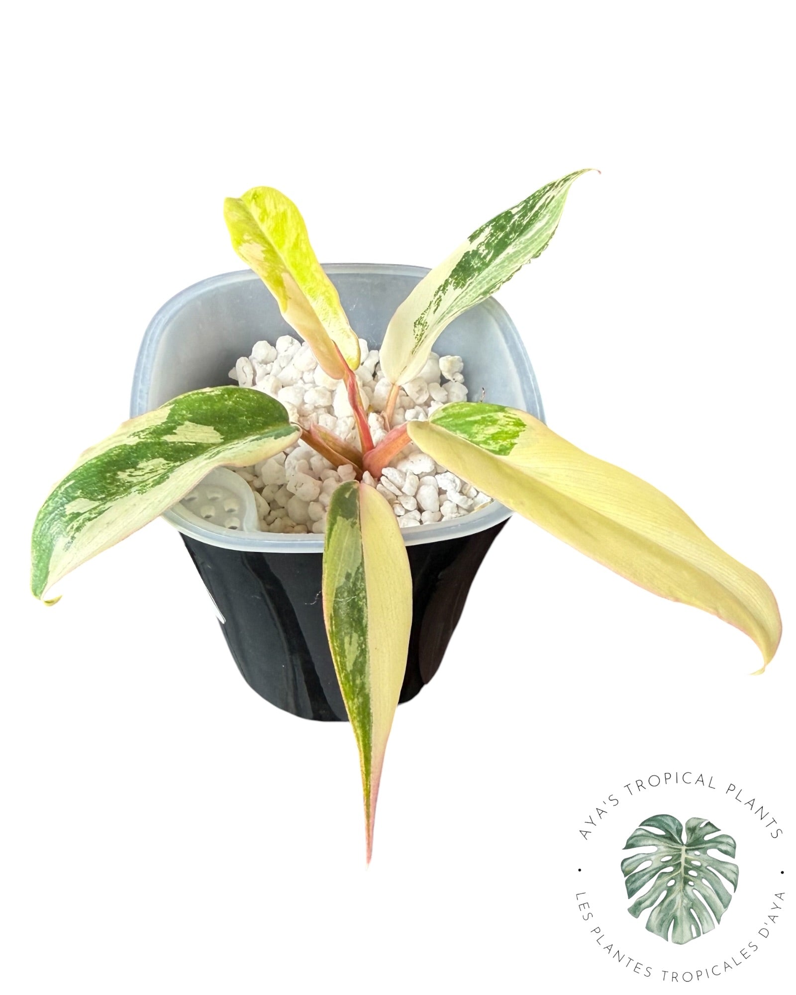Philodendron Florida Beauty x Tortum