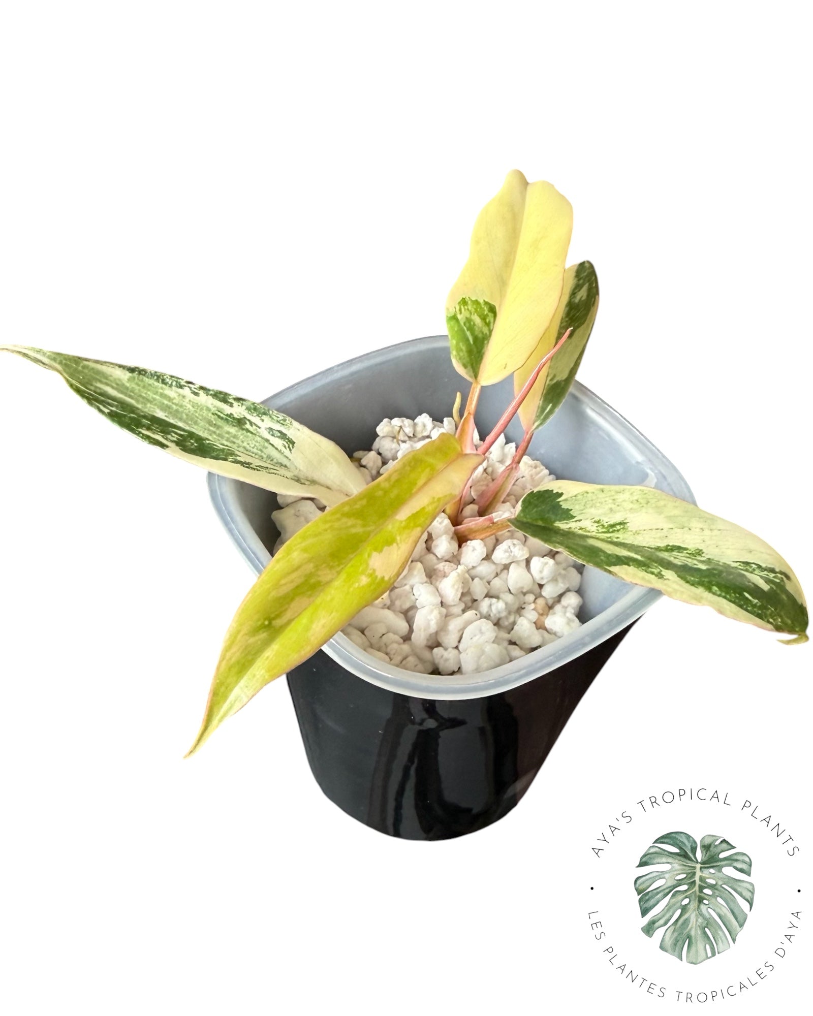 Philodendron Florida Beauty x Tortum