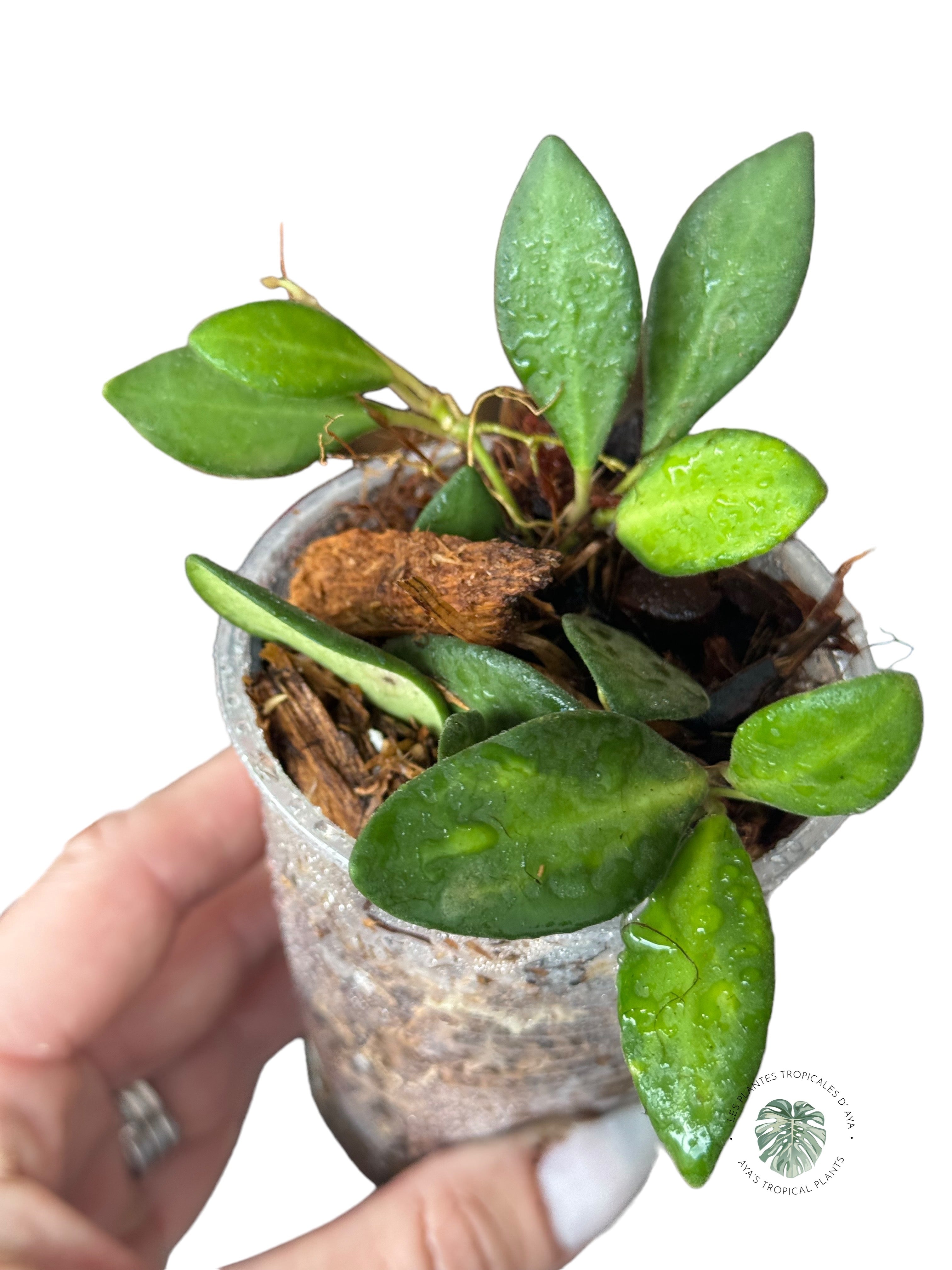 Hoya burtoniae variegated