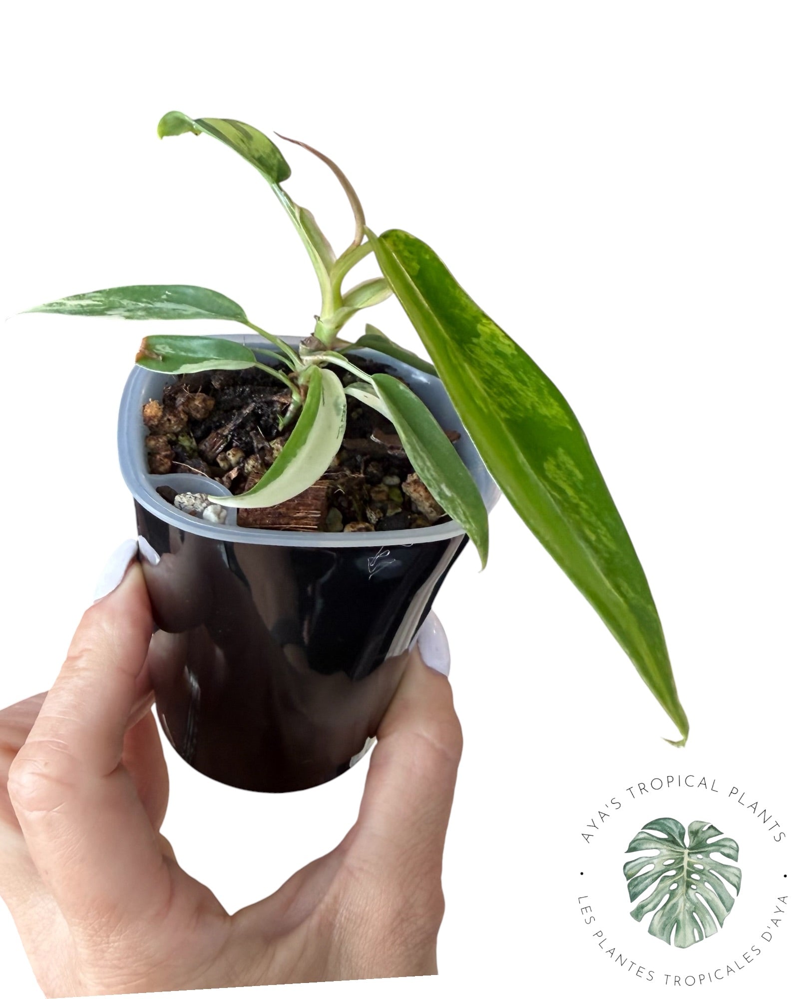 Philodendron Florida Beauty x Tortum
