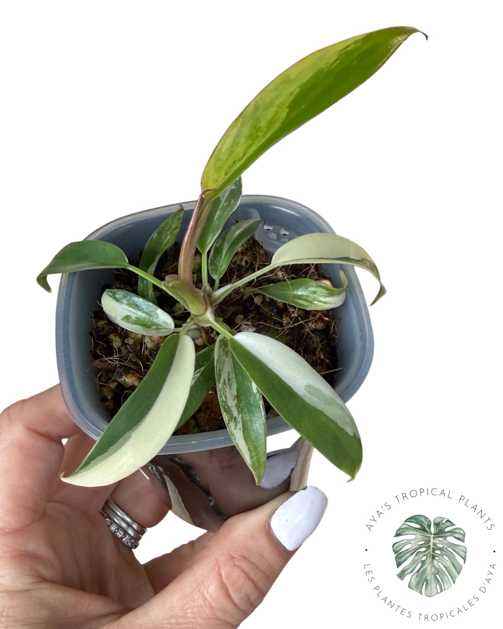 Philodendron Florida Beauty x Tortum
