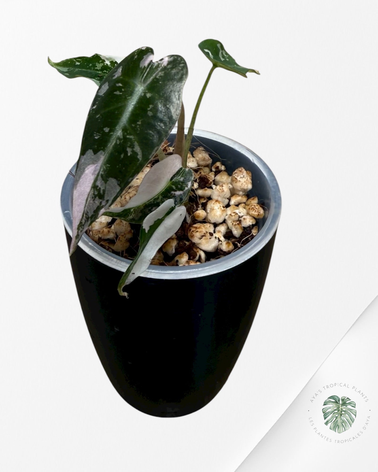 Alocasia Bambino Pink Variegated