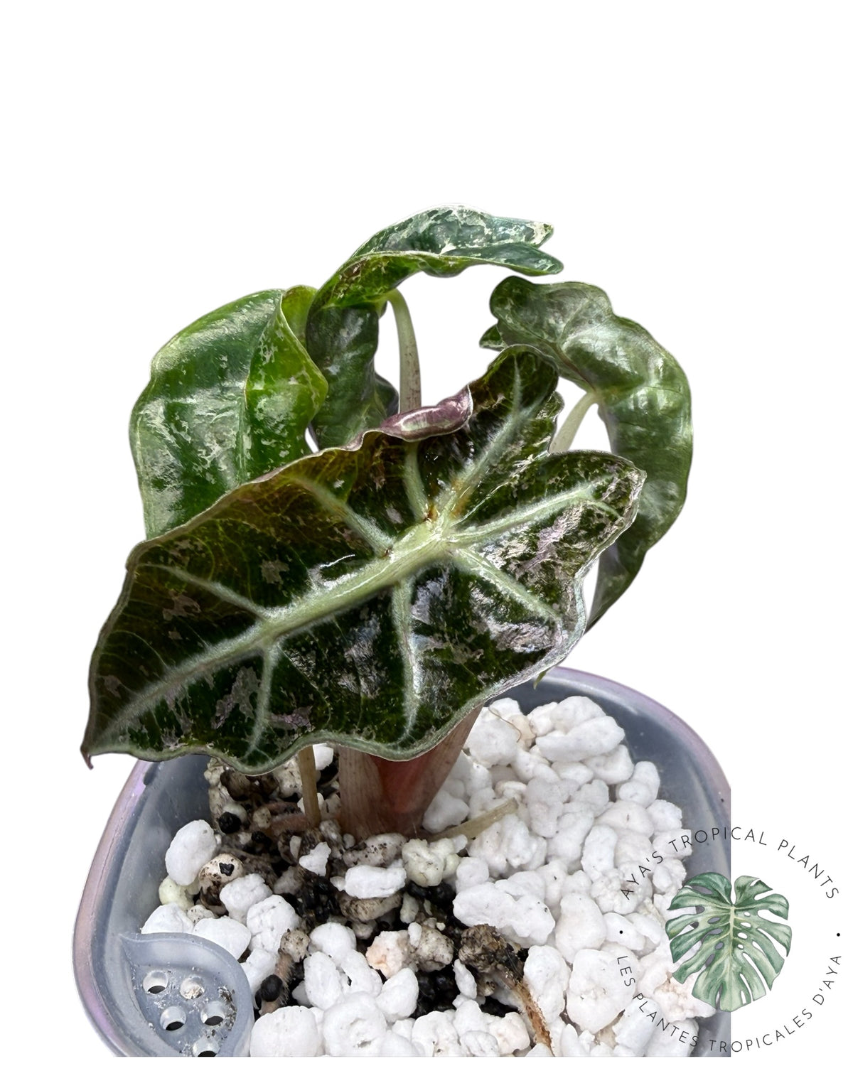 Alocasia Polly Shattered Ruby Variegated