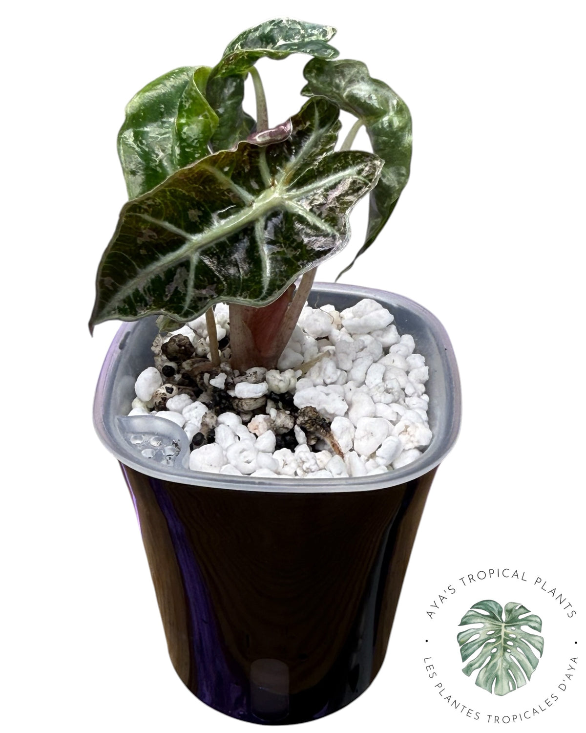 Alocasia Polly Shattered Ruby Variegated