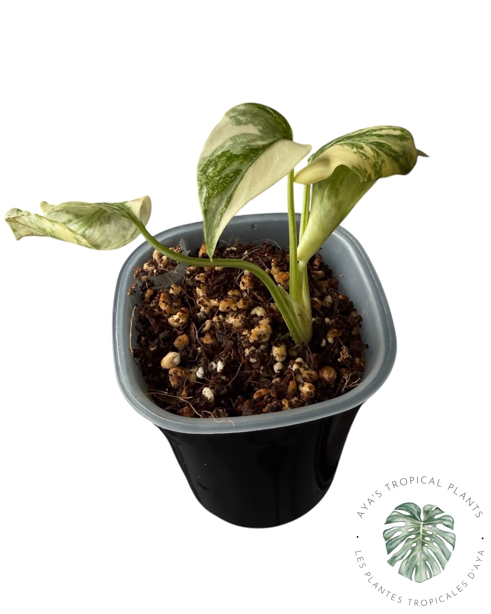 Monstera Deliciosa Legacy