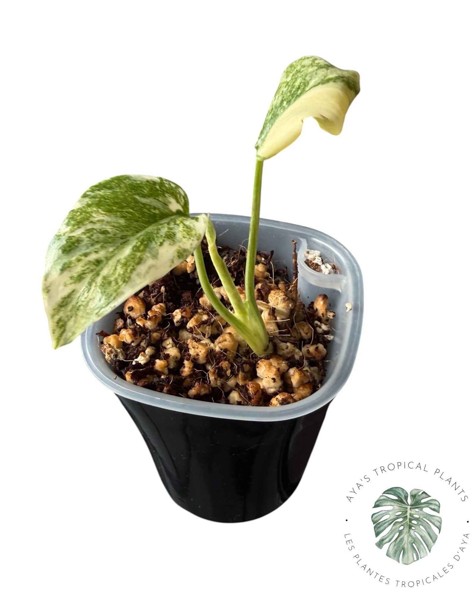 Monstera Deliciosa Legacy