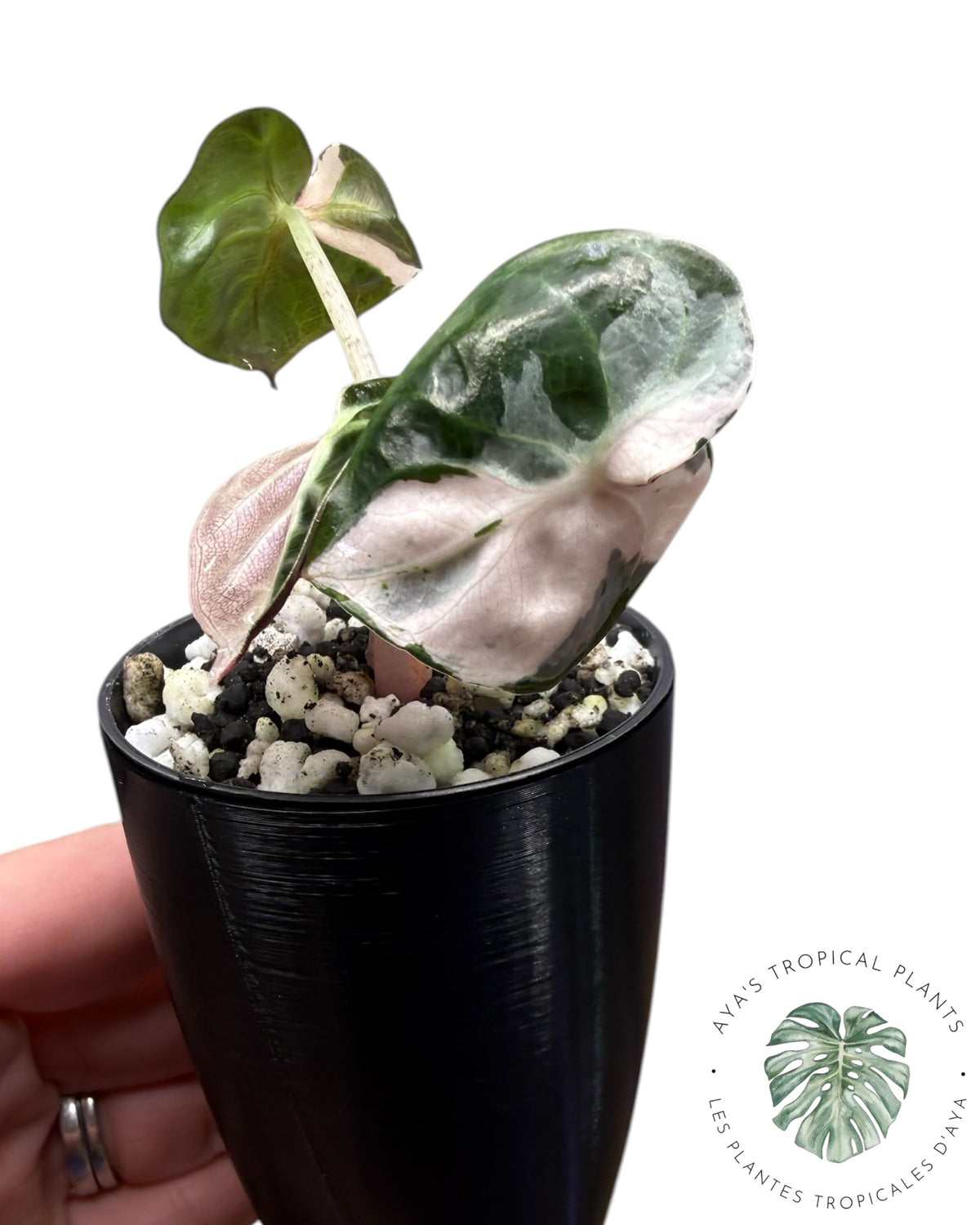 Alocasia Heart Balloon Pink variegated