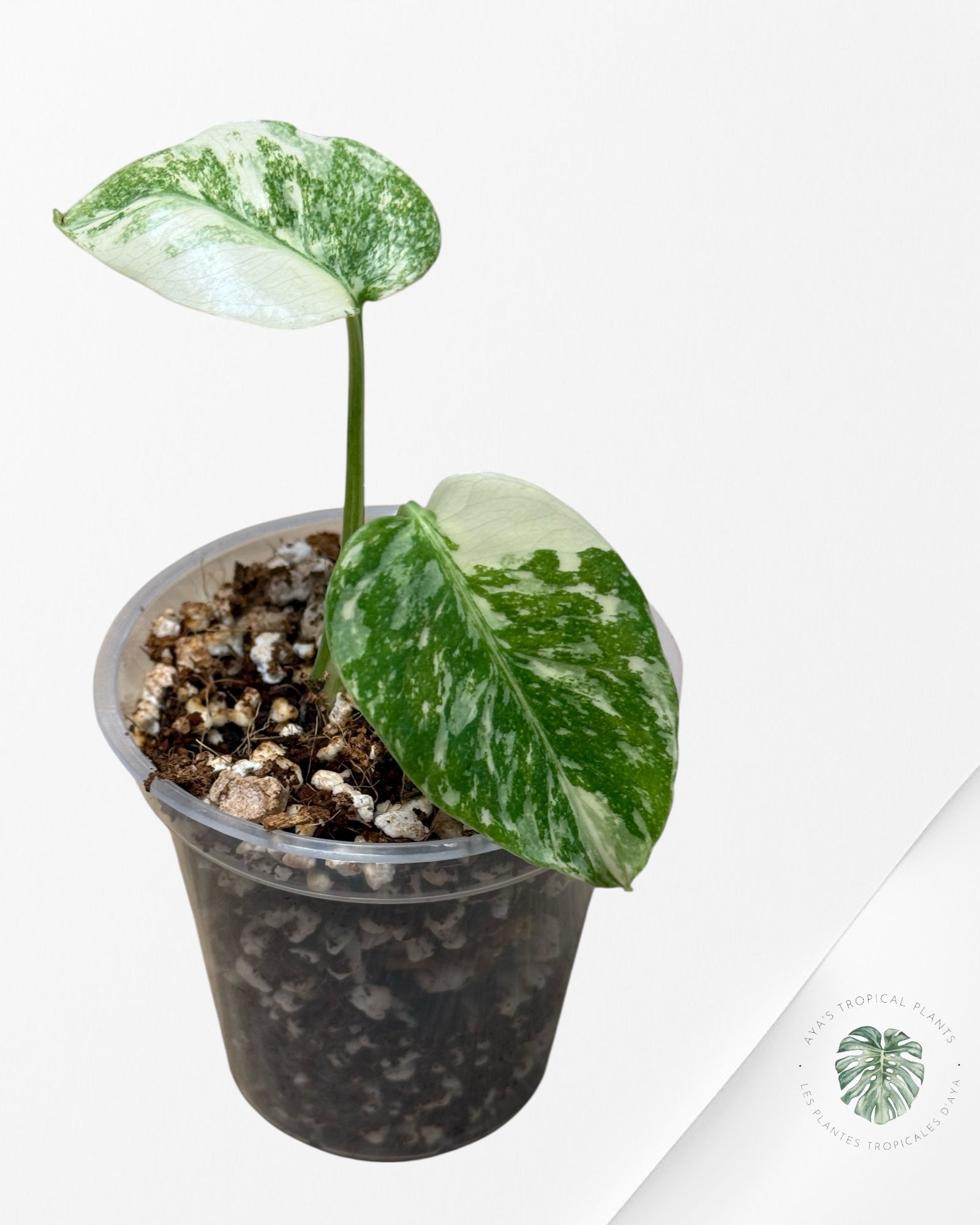 Monstera Thai Constellation Creme Brûlée (Grade A) - CA