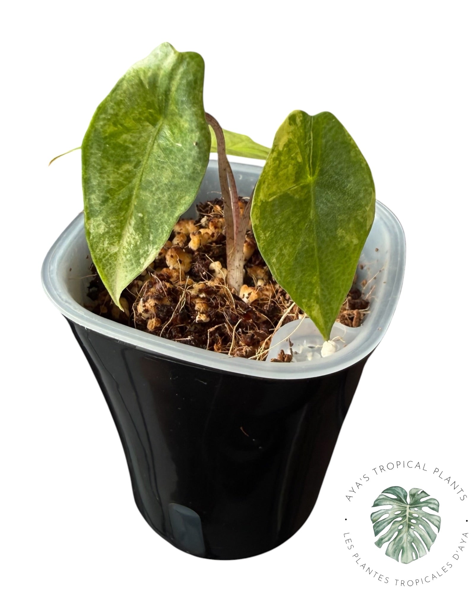 Alocasia Heterophylla Metallic  Blue Aurea Variegated
