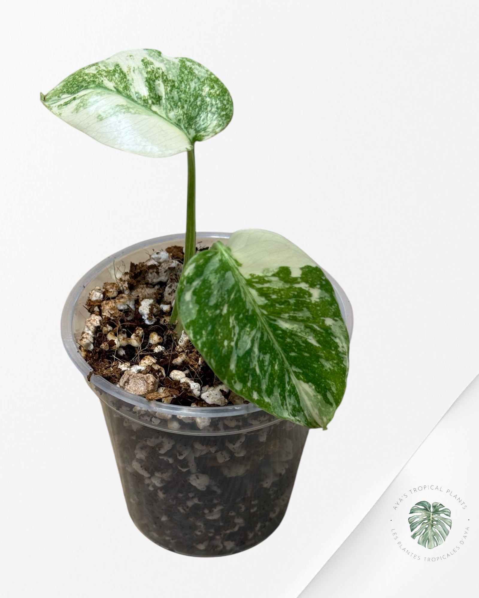 Monstera Thai Constellation Creme Brûlée (Grade A) - CA