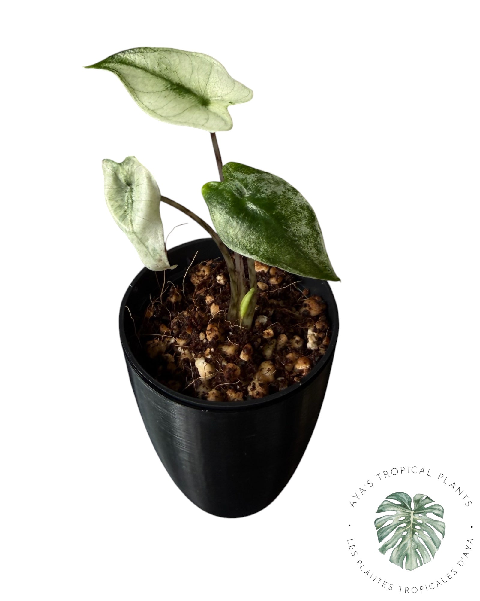 Alocasia Zebrina Menthe
