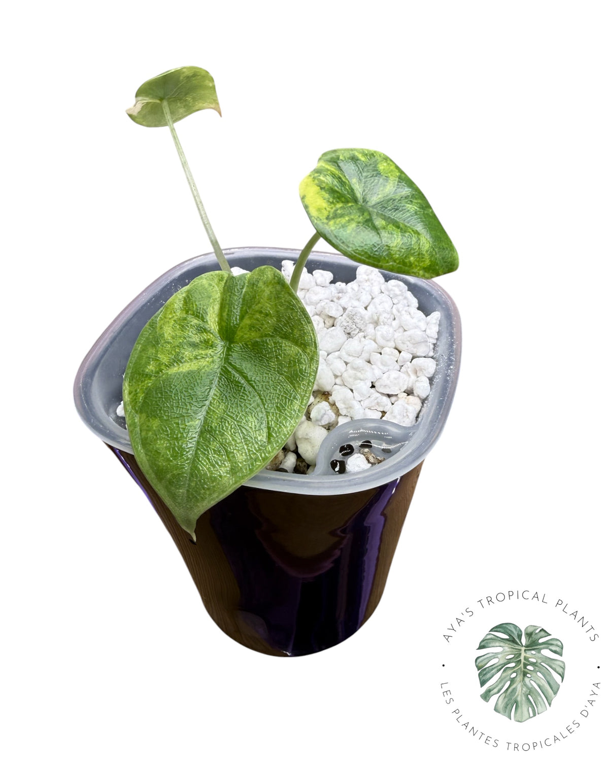 Alocasia Melo Aurea Variegated