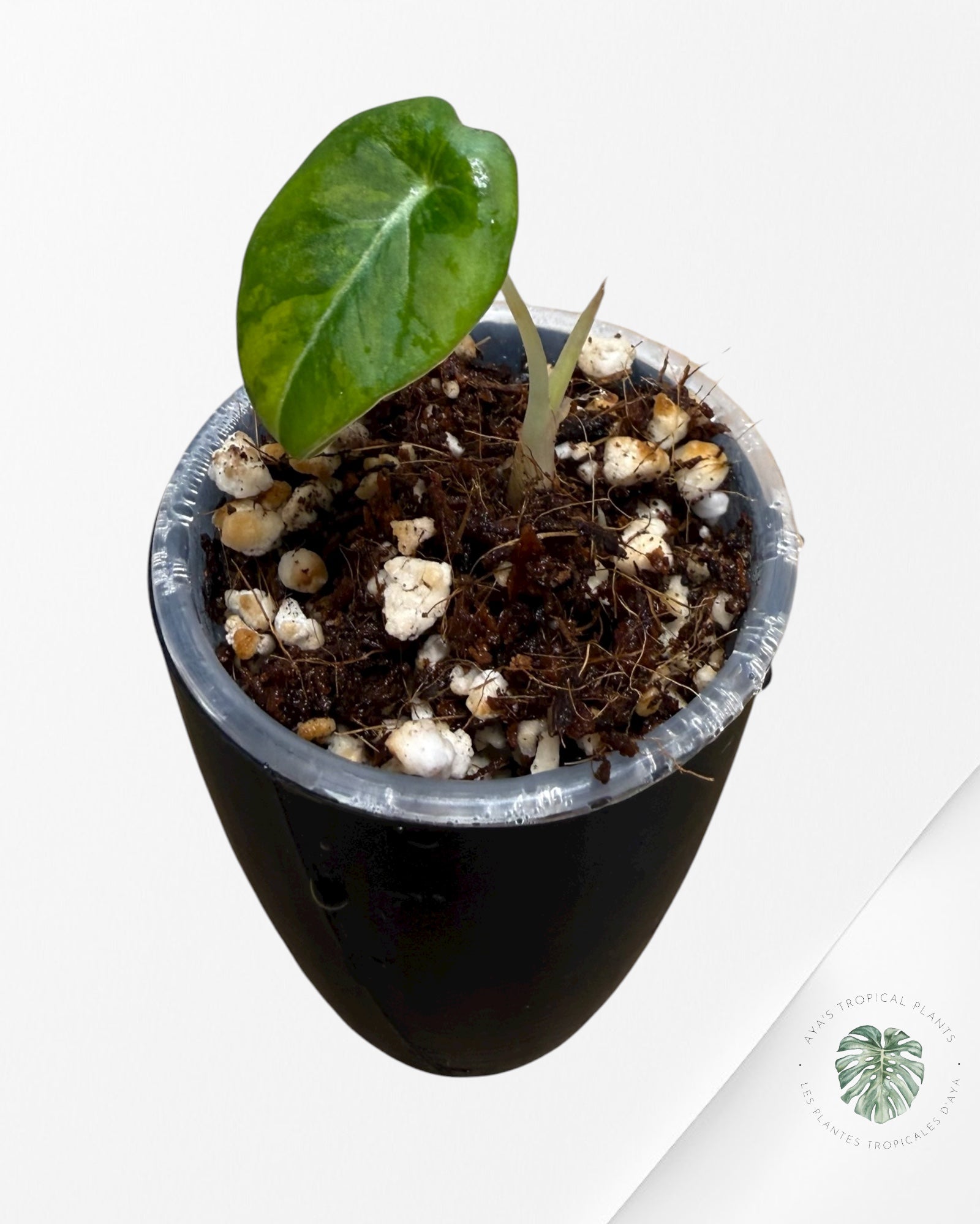 Alocasia Black Velvet Aurea Variegated