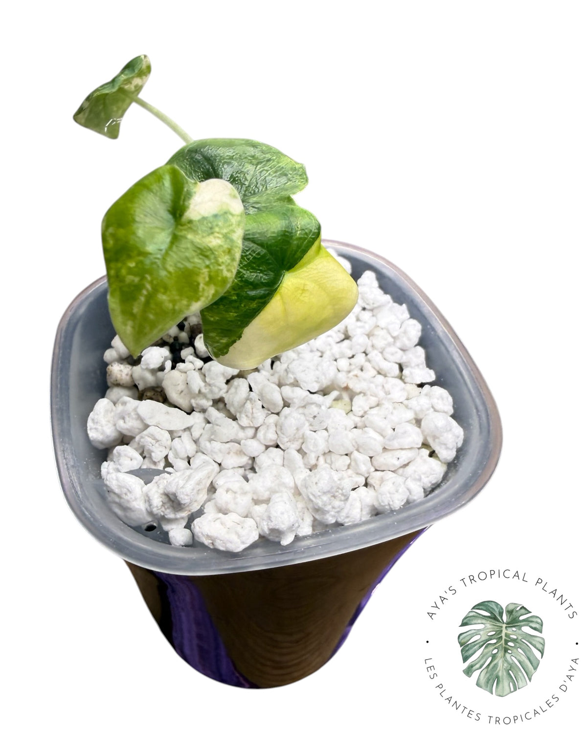 Alocasia Melo Aurea Panaché