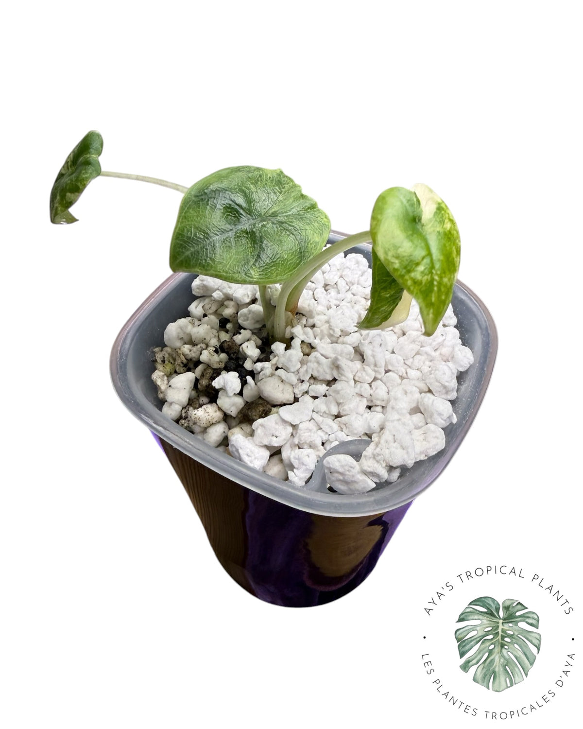 Alocasia Melo Aurea Panaché