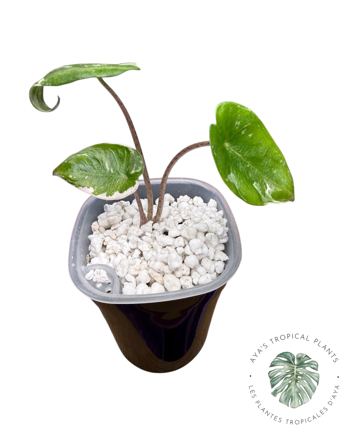 Alocasia Heterophylla Metallic Blue Albo