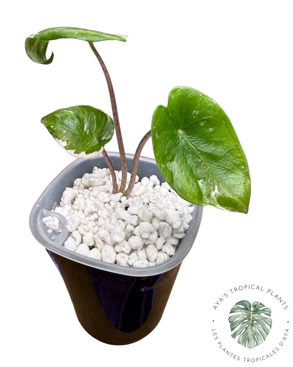 Alocasia Heterophylla Metallic Blue Albo