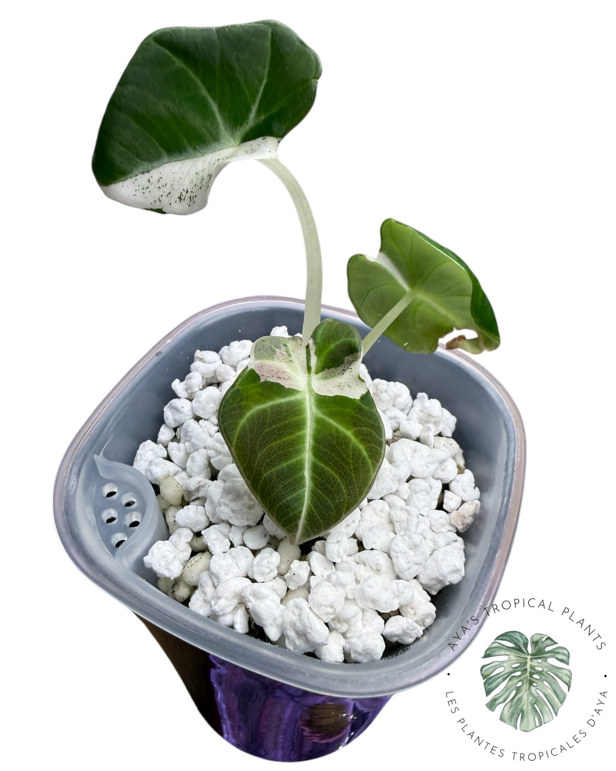 Alocasia Black Velvet Snowflake Variegated