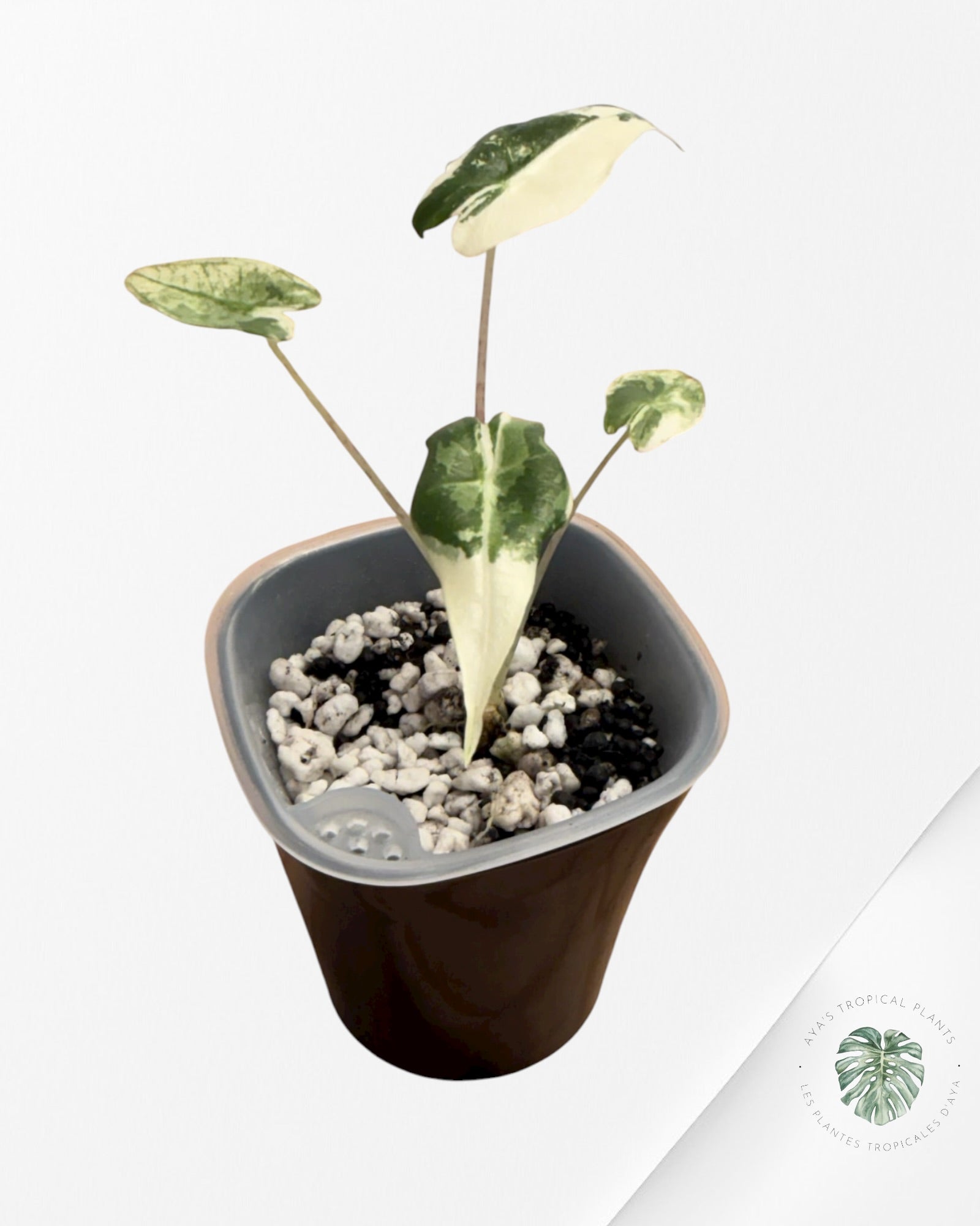 Alocasia Sarian Albo Variegated