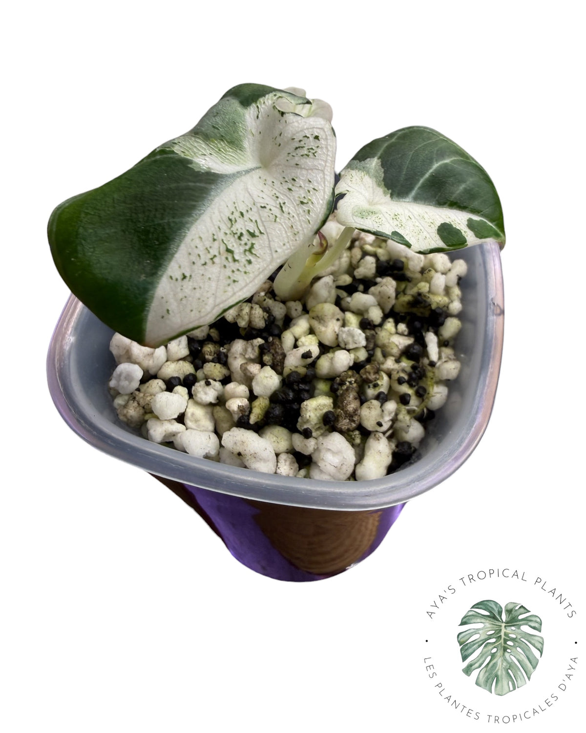 Alocasia Black Velvet Pink Snowflake panachée