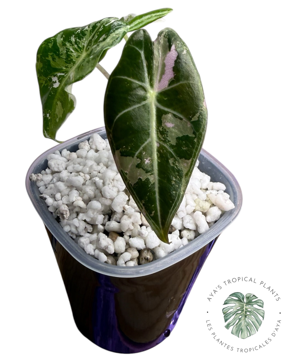 Alocasia Longiloba Grandis Pink Variegated