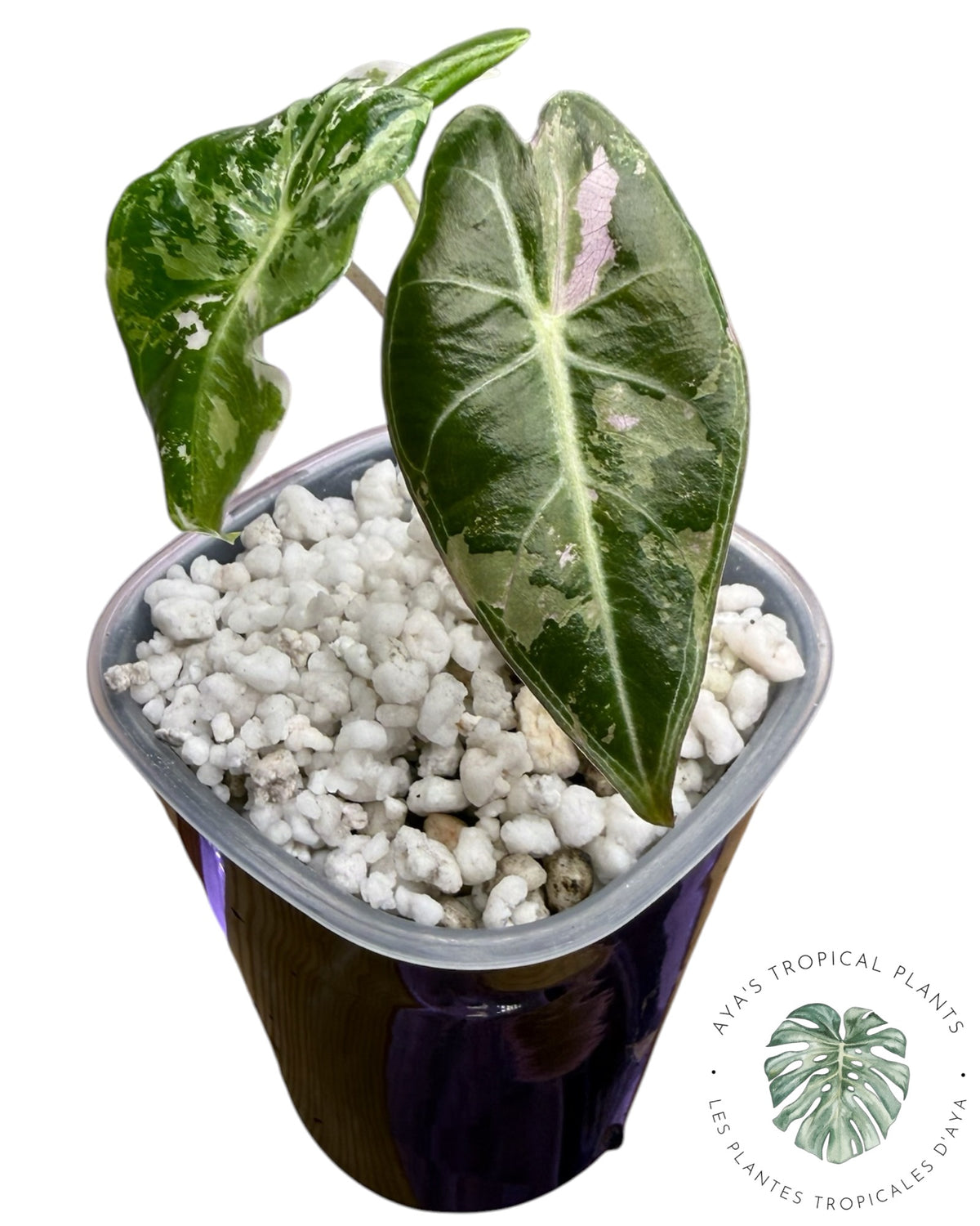 Alocasia Longiloba Grandis Pink Variegated