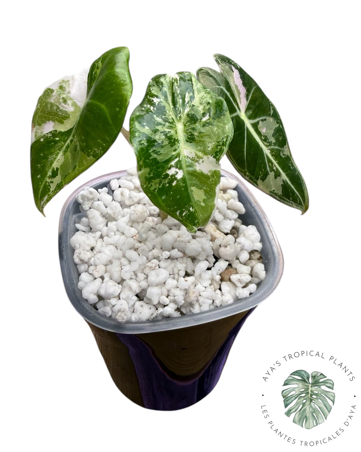 Alocasia Longiloba Grandis Pink Variegated