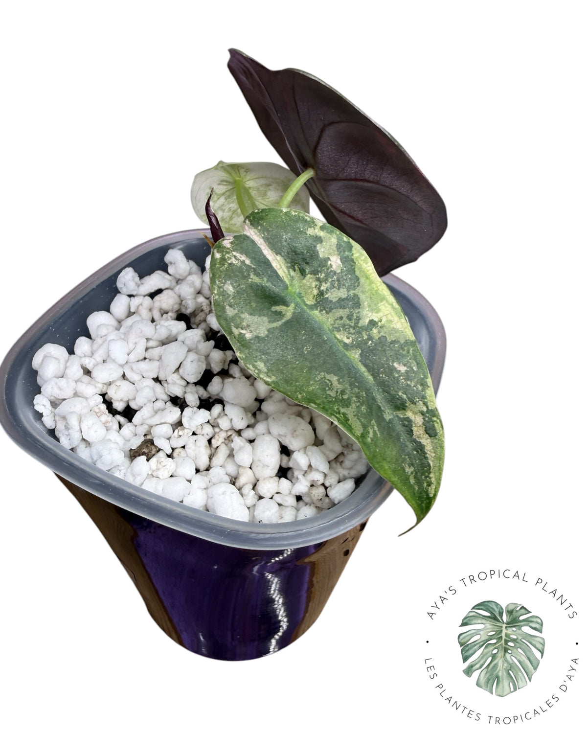 Alocasia Sedenii Pink Variegated