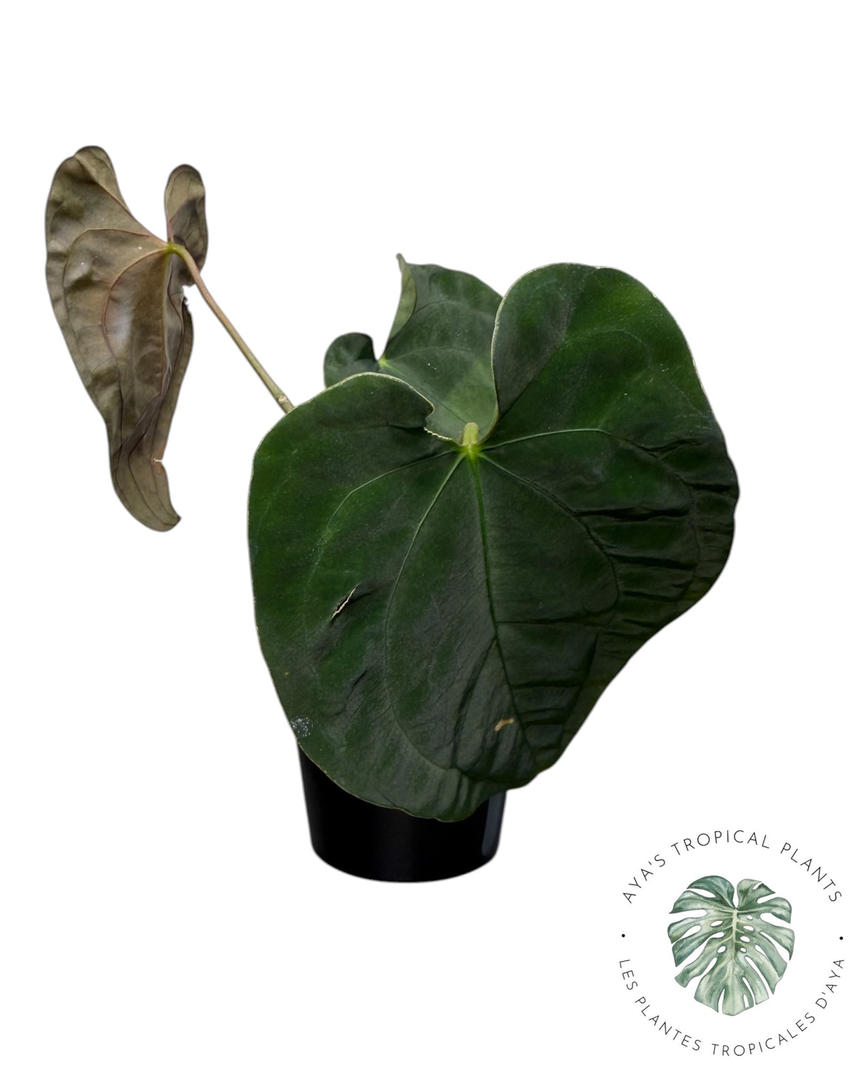 Anthurium Black Magic