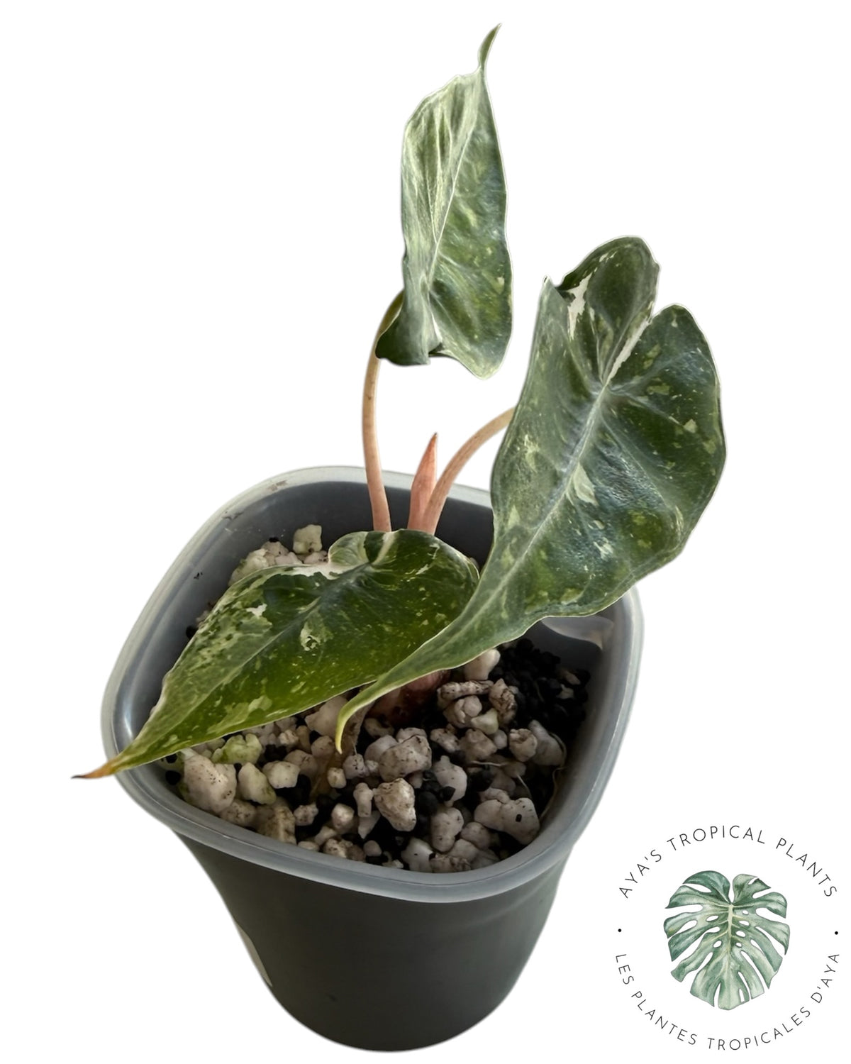 Alocasia Nairobi Night Pink Albo