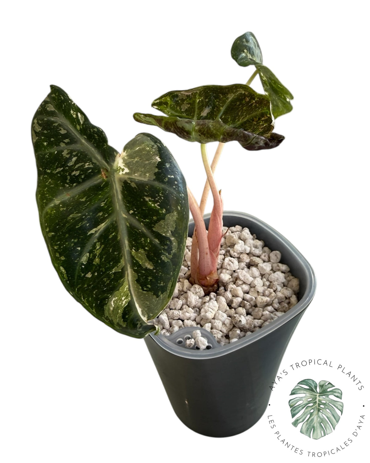 Alocasia Nairobi Night Pink Albo