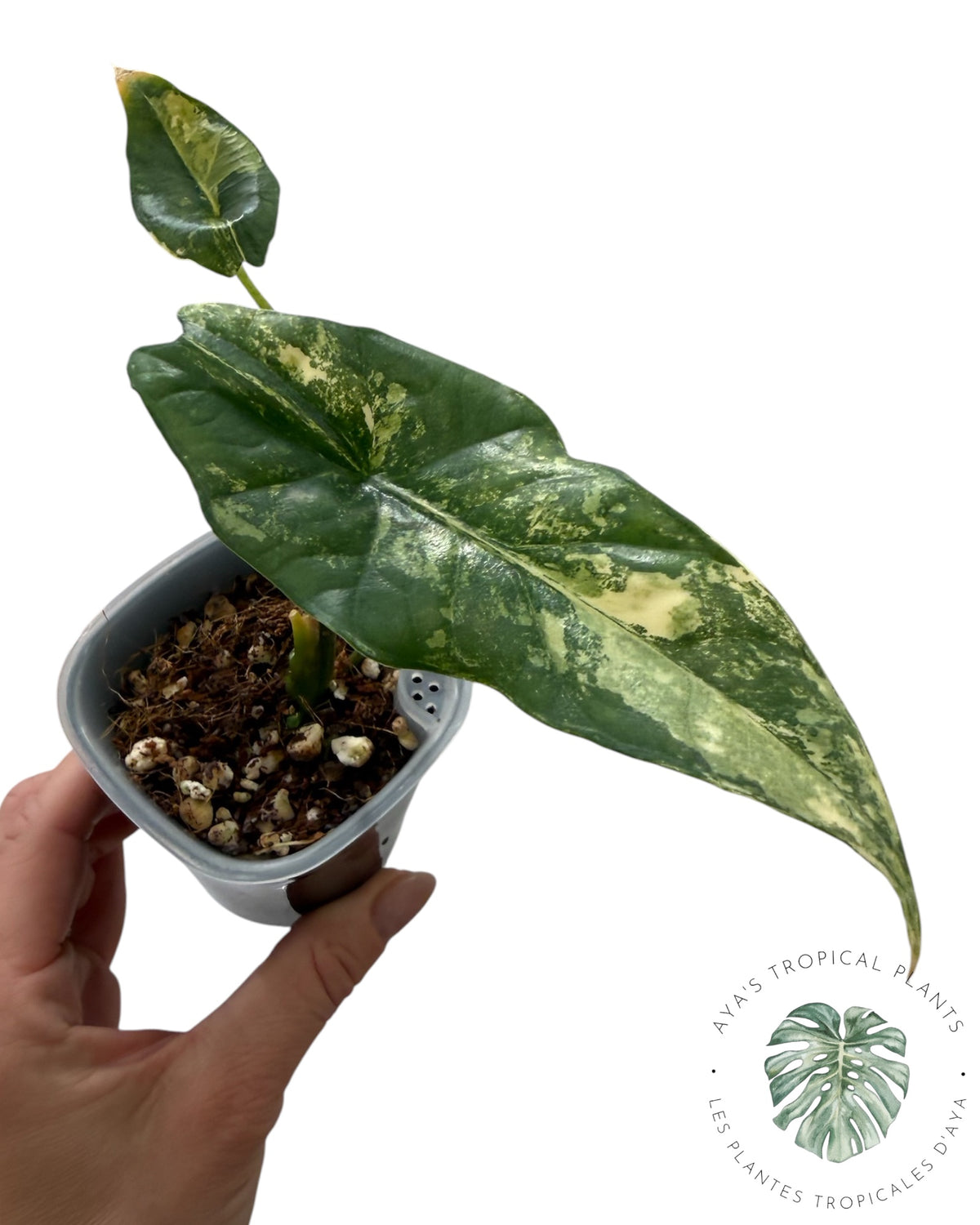 Alocasia  Simpo Aurea Variegated