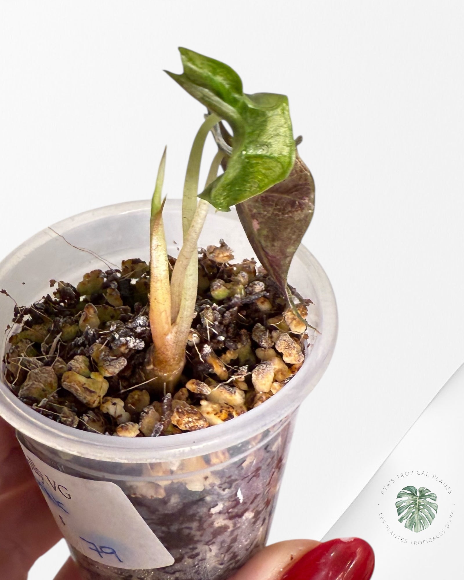 Alocasia Polly Variegated Pink| Rare TC Plant| Aya's Tropical Plants