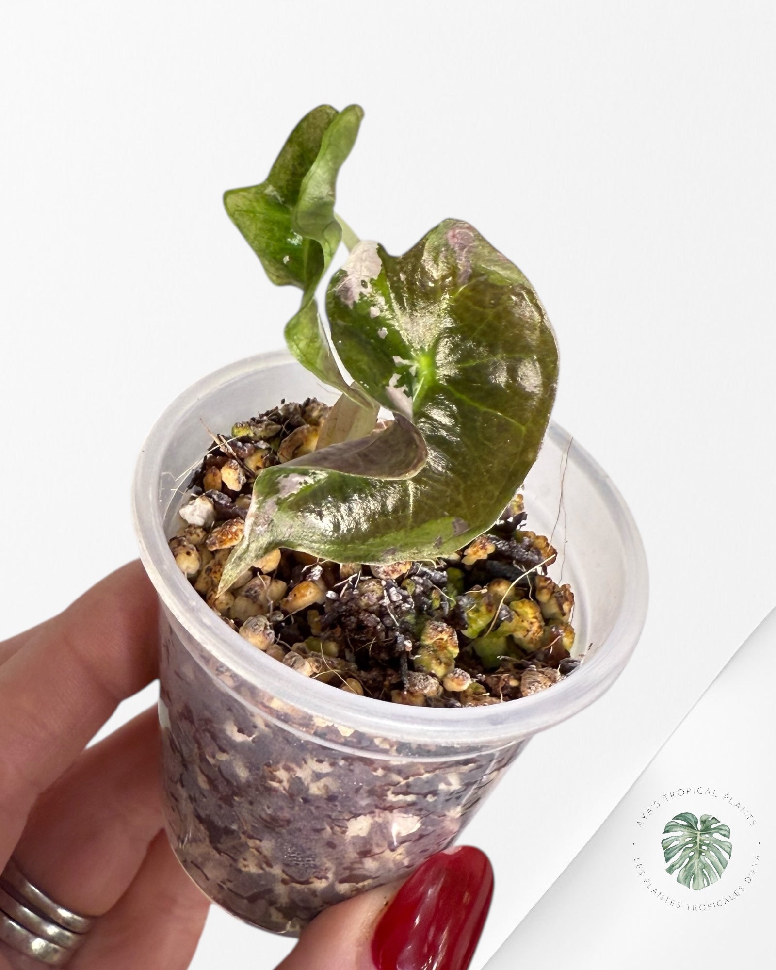 Alocasia Polly Variegated Pink| Rare TC Plant| Aya's Tropical Plants