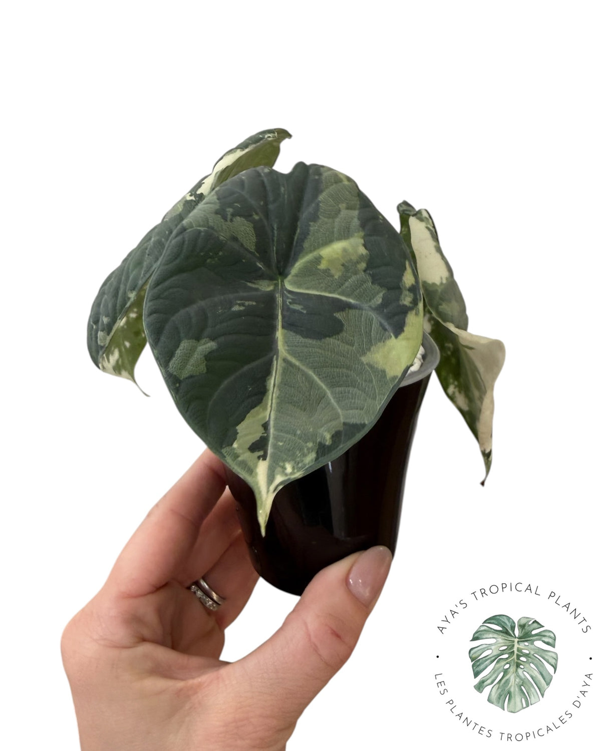 Alocasia Maharani Albo