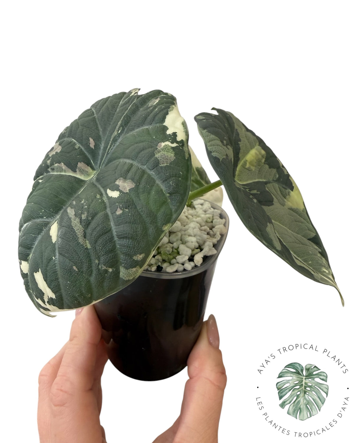 Alocasia Maharani Albo