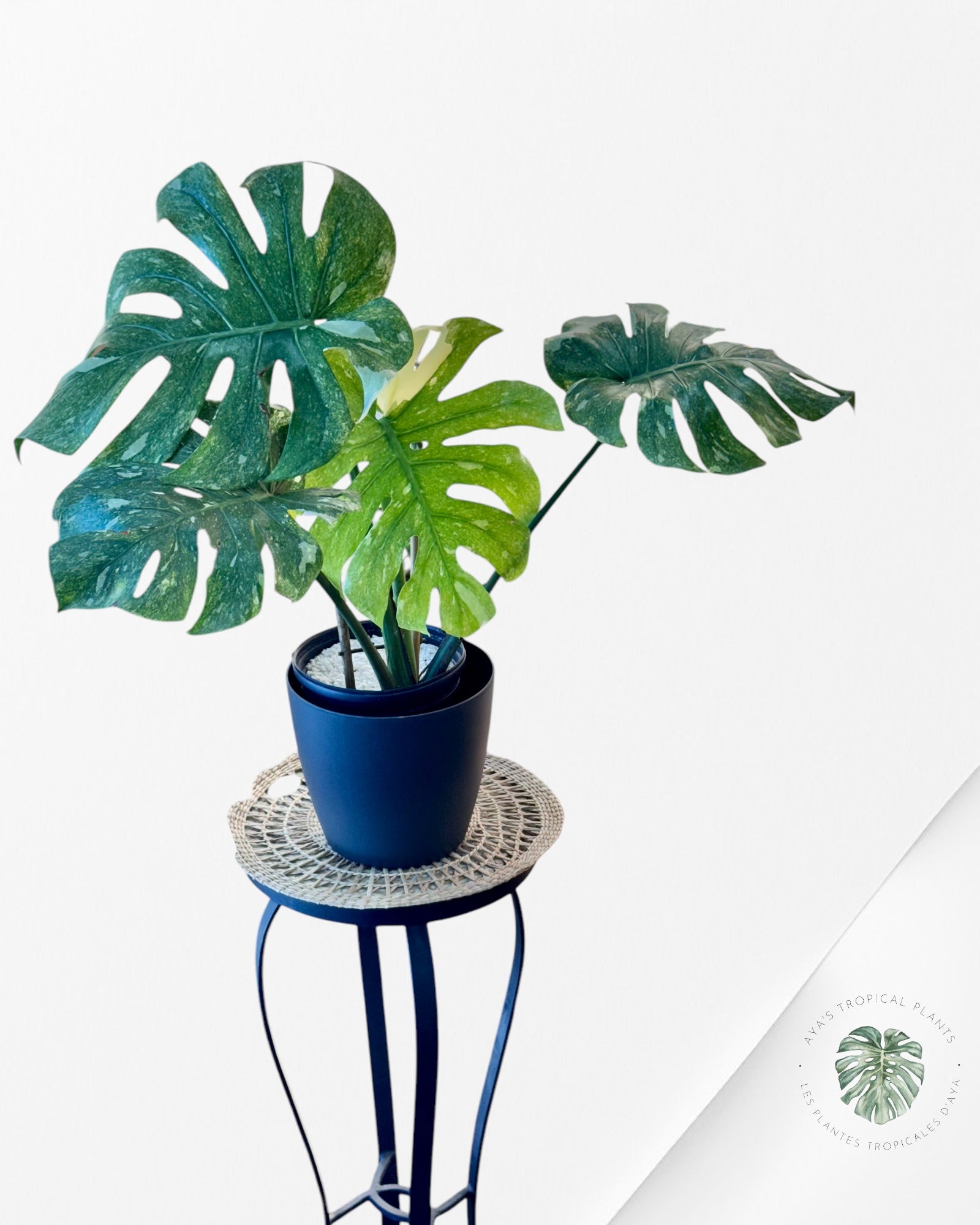 Monstera Platine - MP1