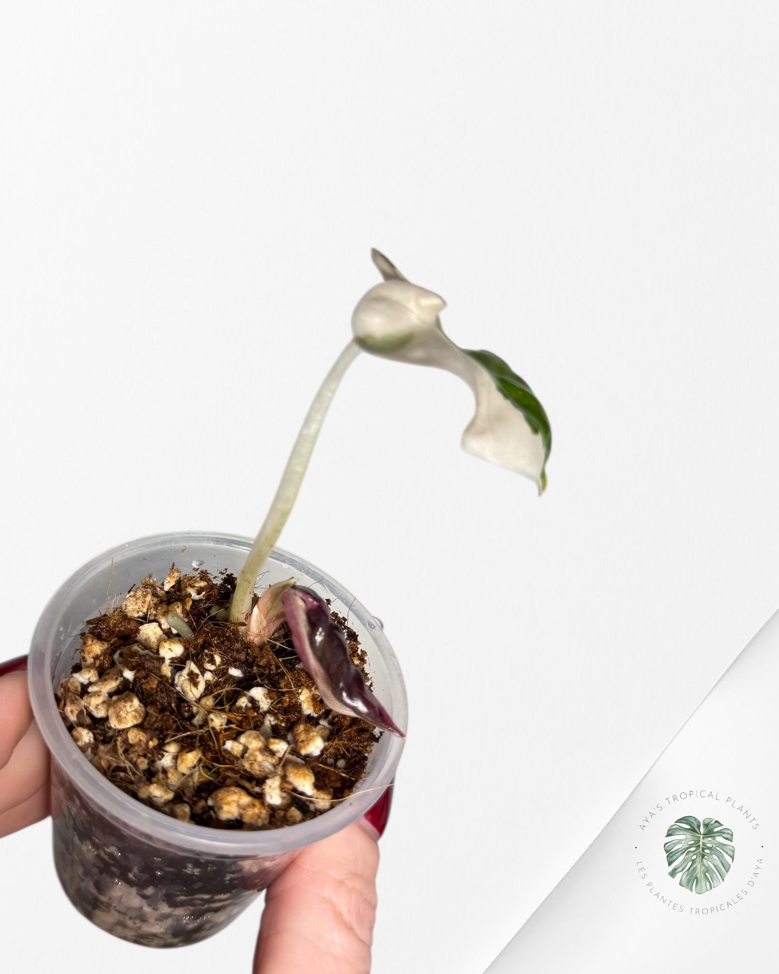 Alocasia Heart Balloon Pink variegated| Rare TC Plant| Aya's Tropical Plants