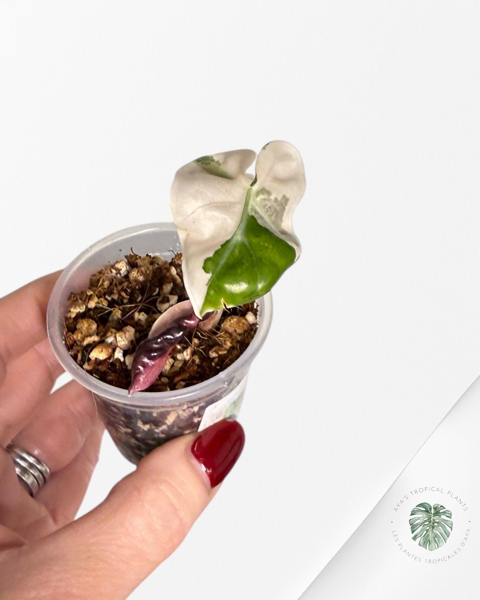 Alocasia Heart Balloon Pink variegated| Rare TC Plant| Aya's Tropical Plants